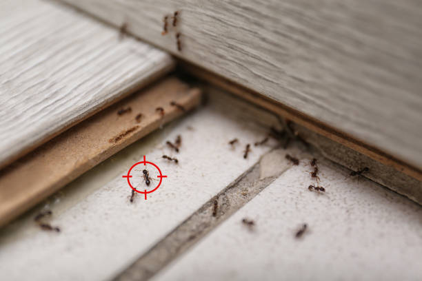 Best Ant Control Services  in Johnson, AR