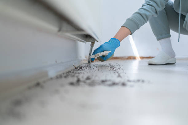 Best Flea Control Services  in Johnson, AR